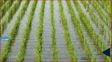 أزمة المياه.. الحكومة تتبنى حلولاً جديدة لحماية زراعة الأرز من الاستهلاك المفرط